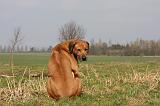 RODESIAN RIDGEBACK 023